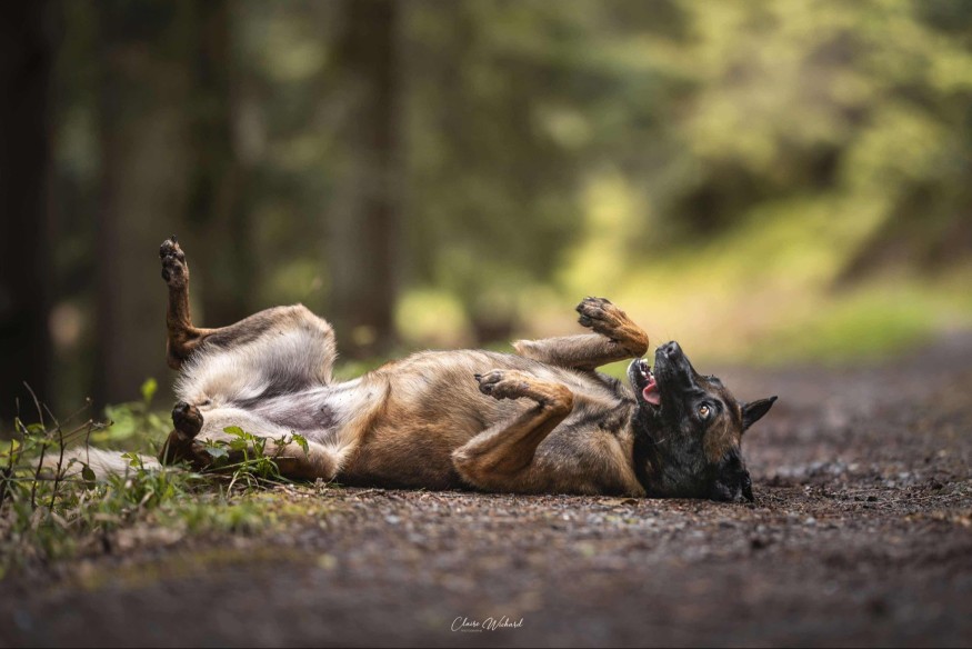 La SPA Déodatienne a besoin de vous !